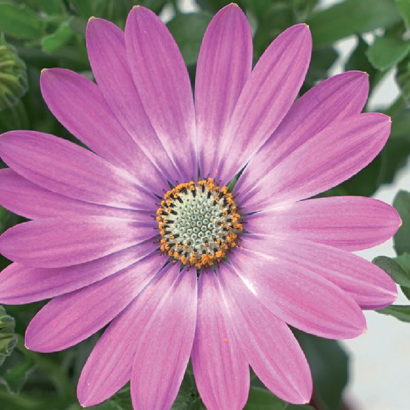 Solemio lilac ®